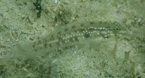 Image of Bridled Goby