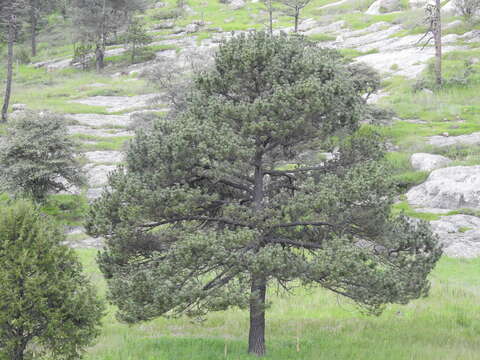 Image of Cooper's pine