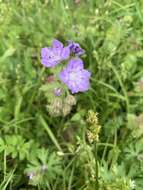 Sivun Phacelia hirsuta Nutt. kuva