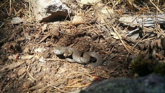 Image of Mexican Brown Snake