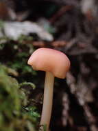 Image of Entoloma subrubineum (Largent & B. L. Thomps.) Noordel. & Co-David 2009