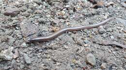 Image of Fine-spotted Mulch-skink