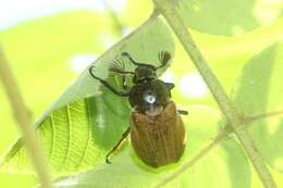 Image of Melolontha japonica Burmeister 1855