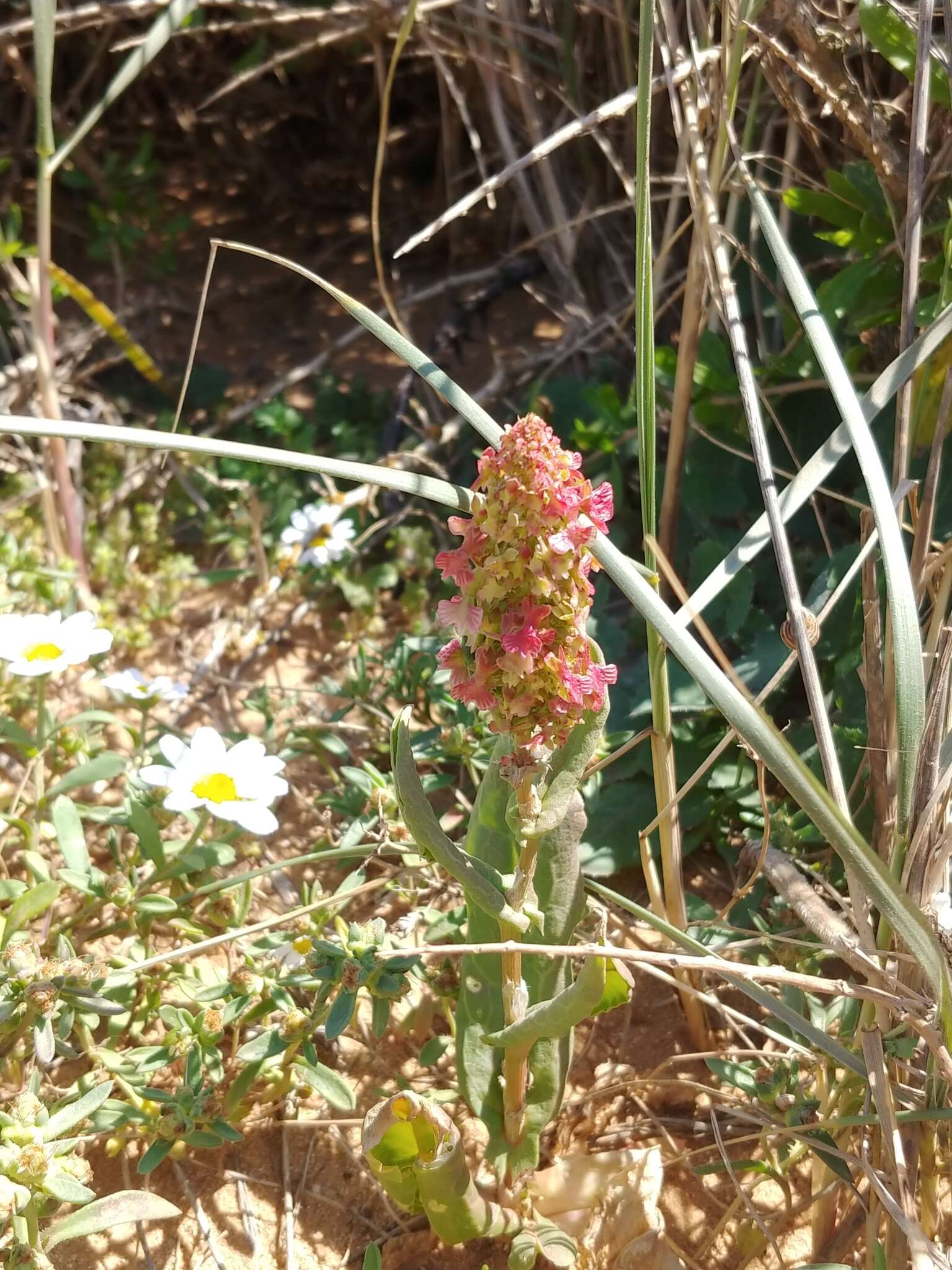 Image of Rumex aeroplaniformis Eig