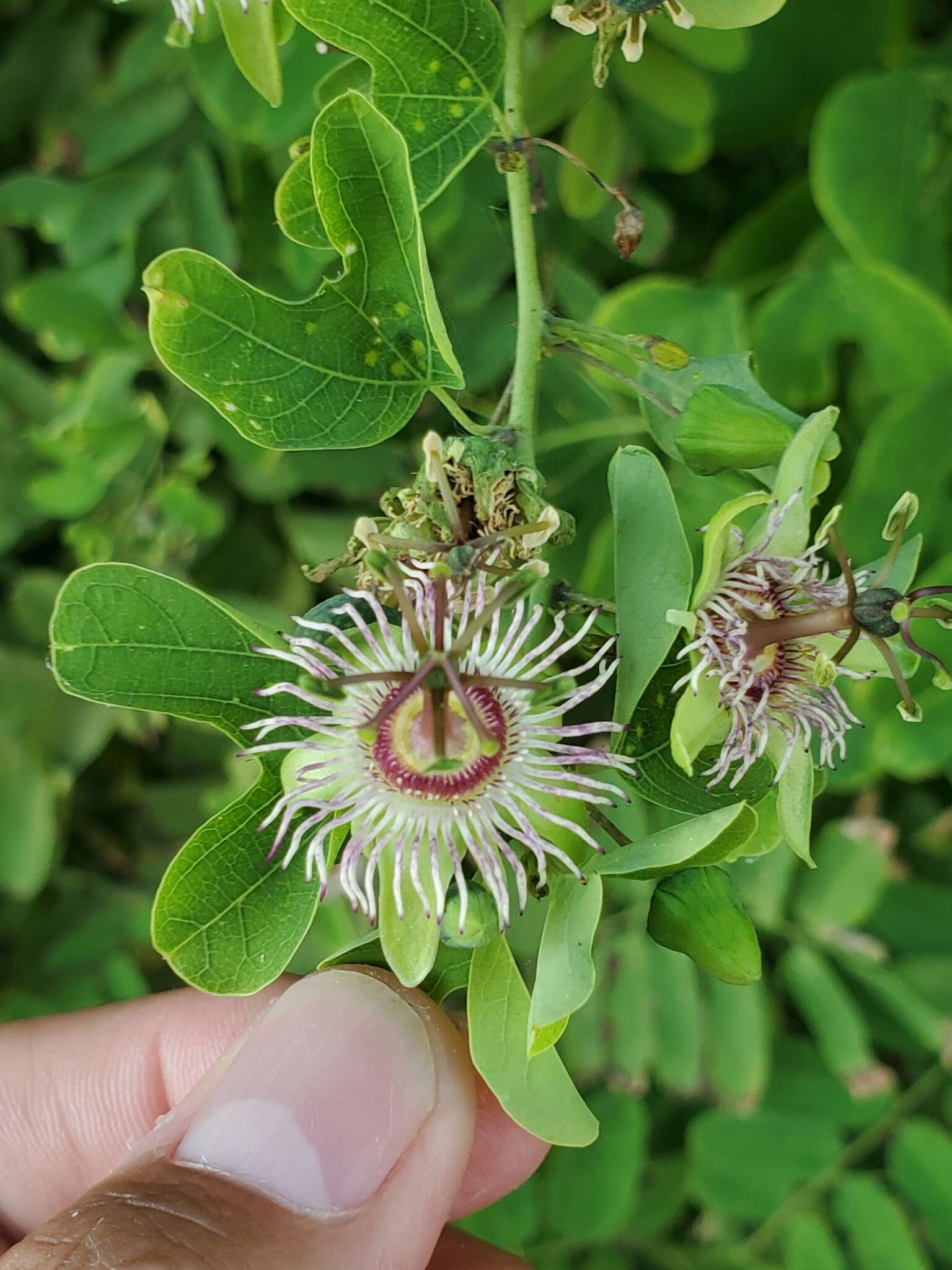 Passiflora jorullensis Kunth的圖片