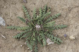 Image of Arizona phacelia