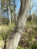 Image de Carpinus caroliniana subsp. virginiana (Marshall) Furlow