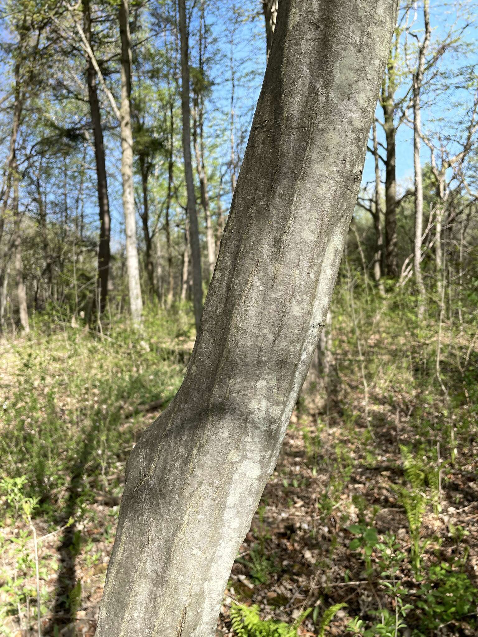 Image of American hornbeam