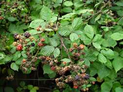 Image of Rubus rubritinctus W. C. R. Watson