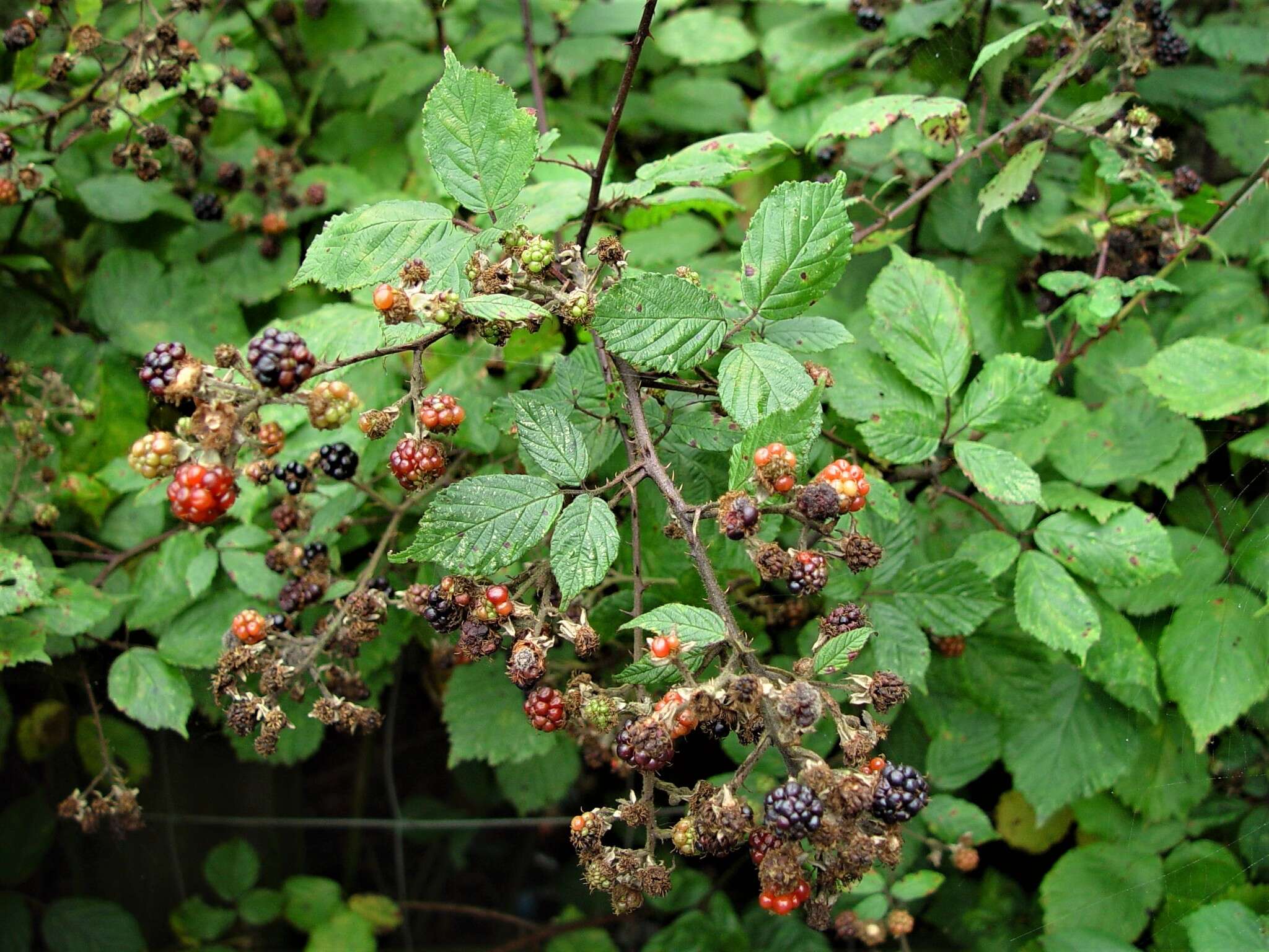 Rubus rubritinctus W. C. R. Watson resmi