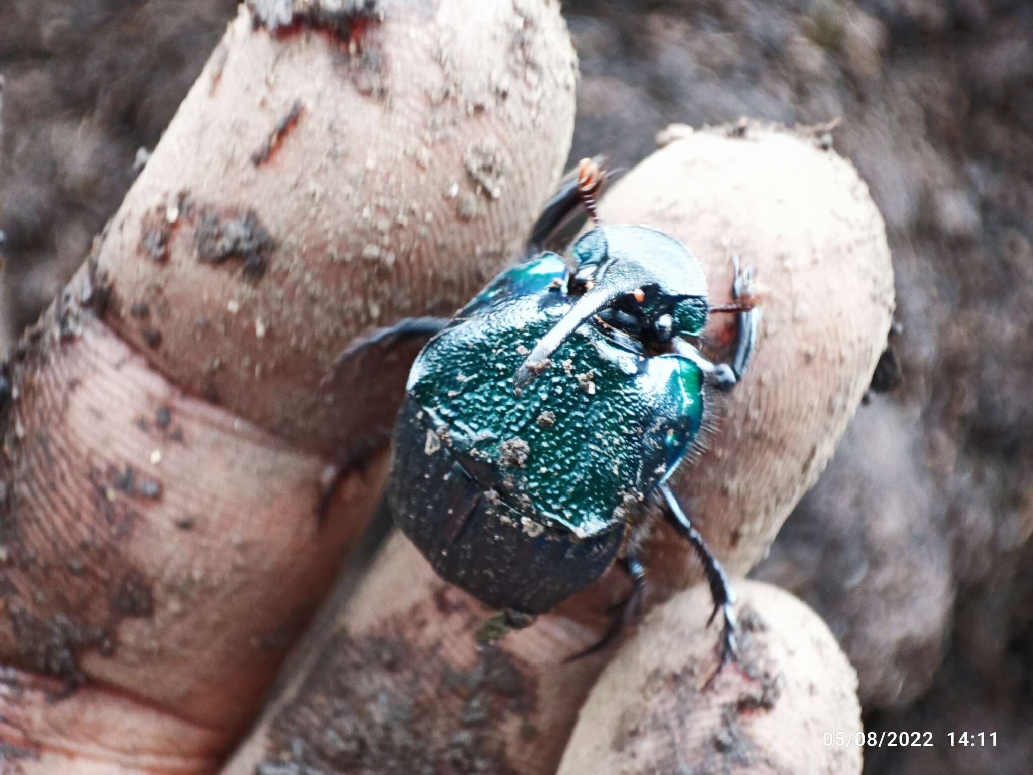 Image of Phanaeus (Phanaeus) blackalleri Delgado-Castillo 1991