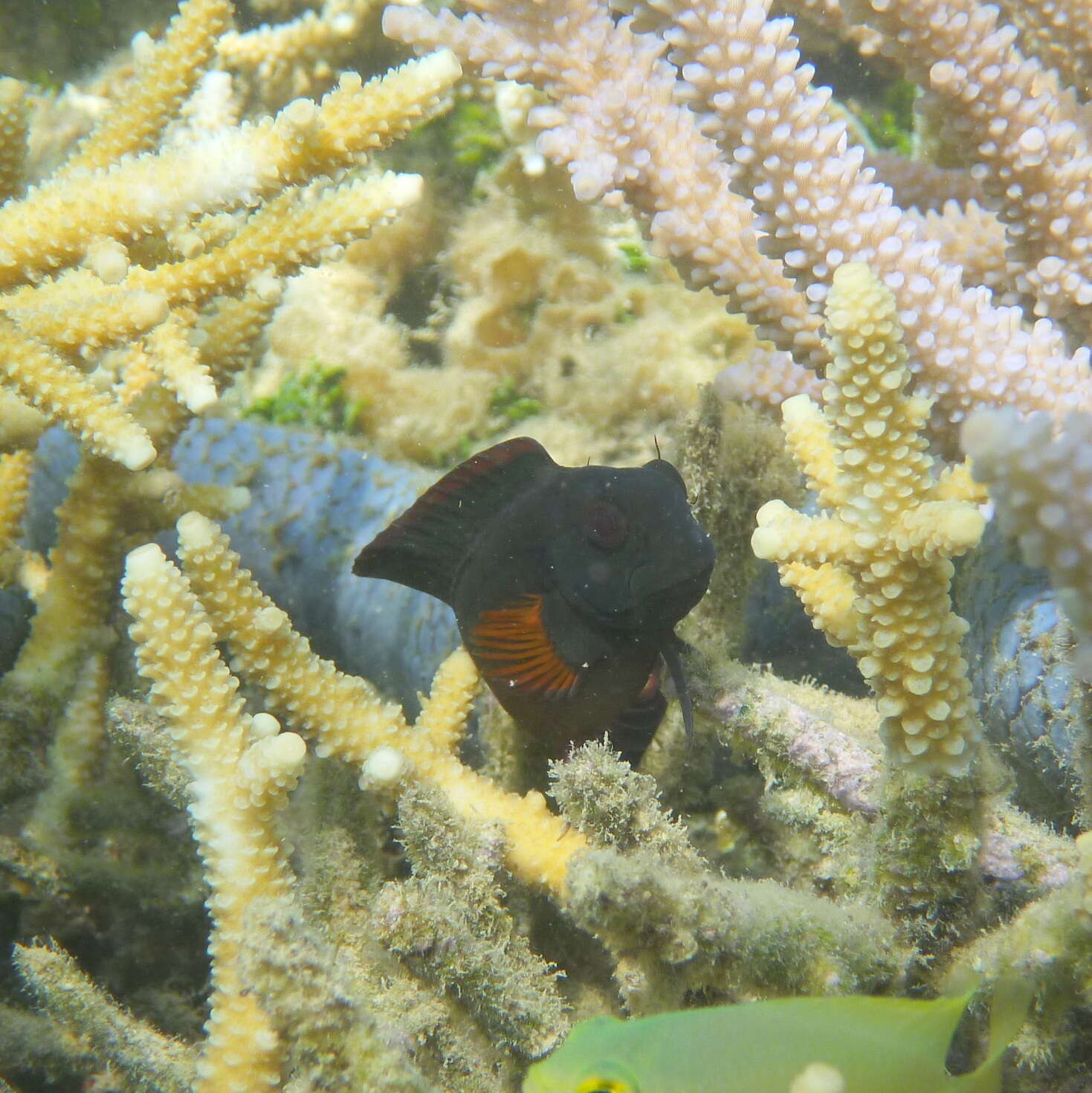 Image of Brown coral blenny