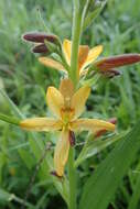 Image of Wachendorfia multiflora (Klatt) J. C. Manning & Goldblatt