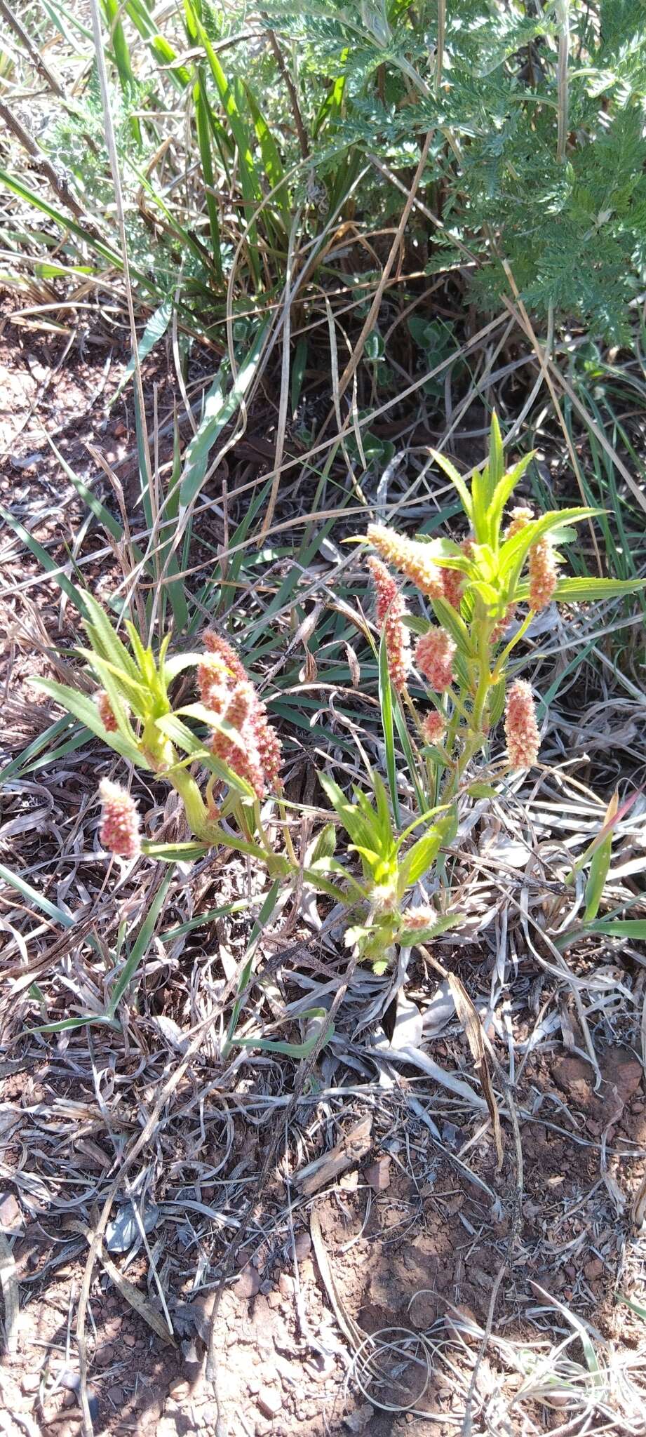 Acalypha caperonioides Baill. resmi