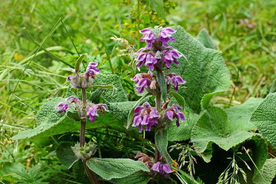 صورة Phlomoides oreophila (Kar. & Kir.) Adylov, Kamelin & Makhm.