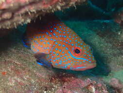 Cephalopholis taeniops (Valenciennes 1828) resmi