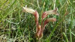 Image of clustered broomrape