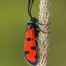 Image of Zygaena ignifera Korb 1897