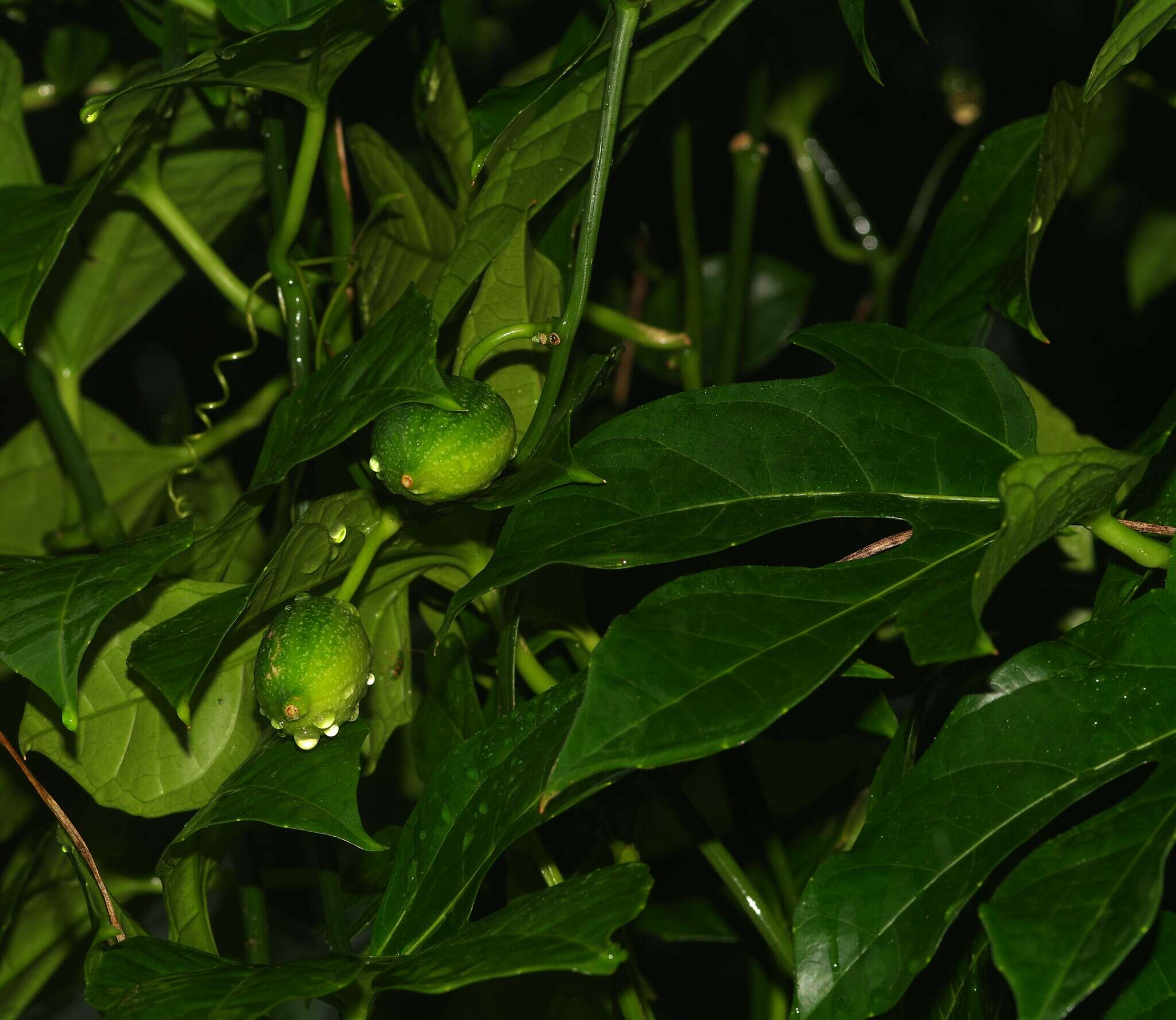 Image of Psiguria triphylla (Miq.) C. Jeffrey