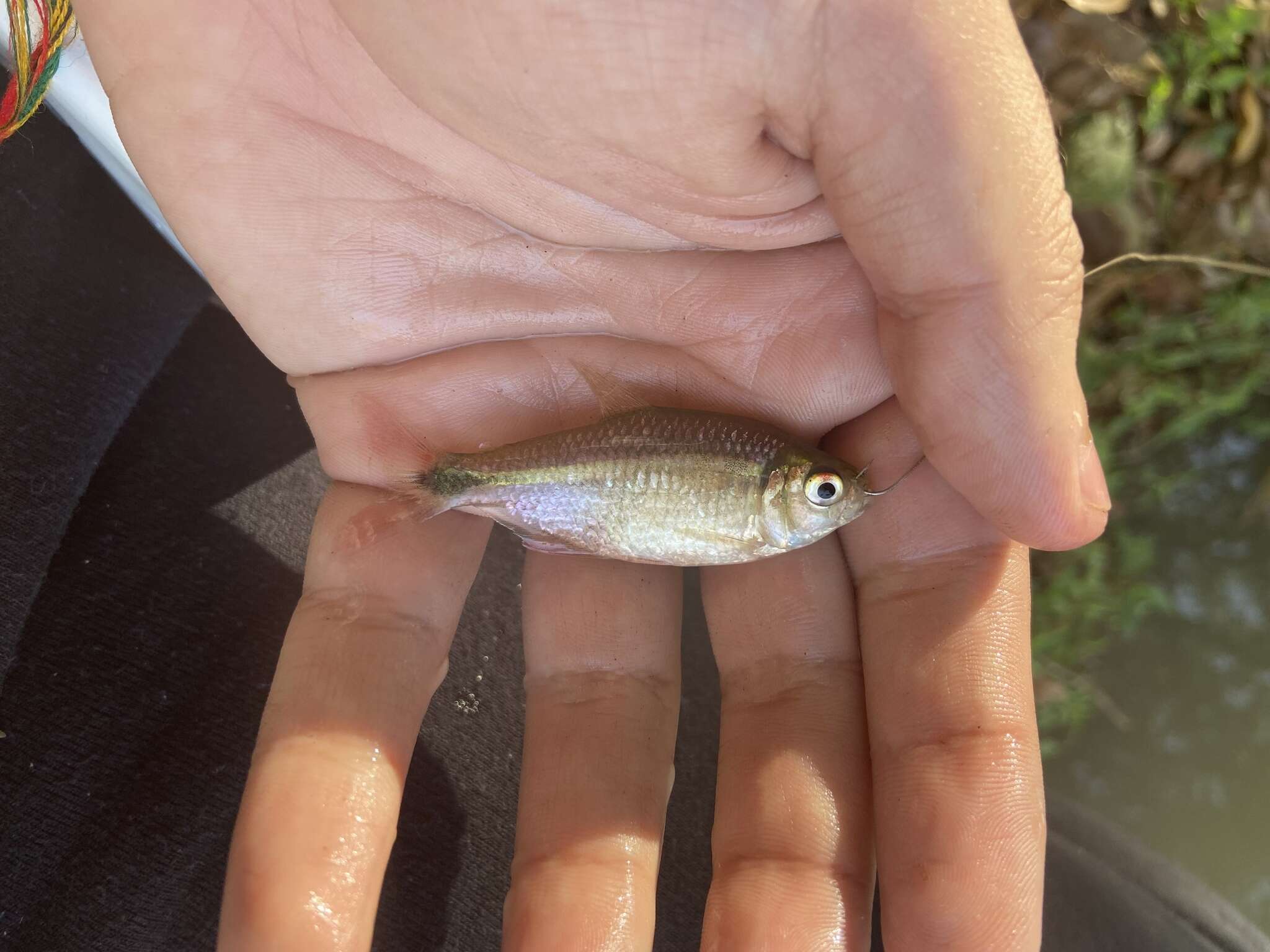 Image of Buenos Aires tetra