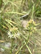 Image of coastal false asphodel