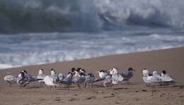 Image of Elegant Tern