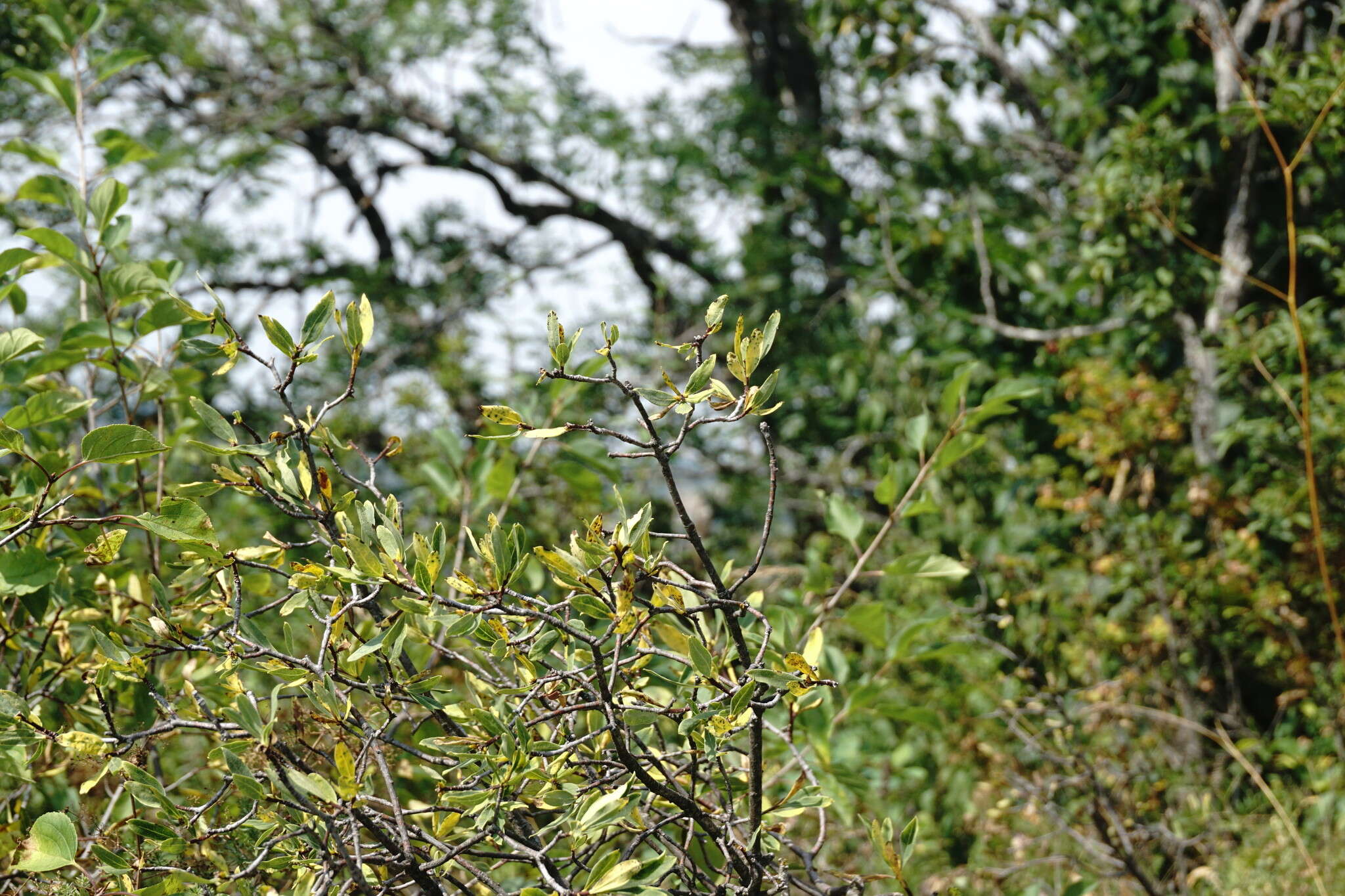 Image of Daphne sophia subsp. taurica (Kotov) J. J. Halda