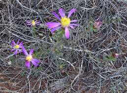 Image of Olearia magniflora F. Müll.