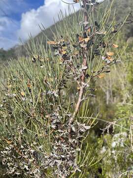 Image of Hakea microcarpa R. Br.