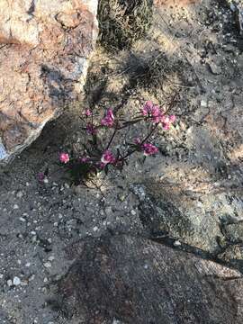 Image of Sonoran globe amaranth