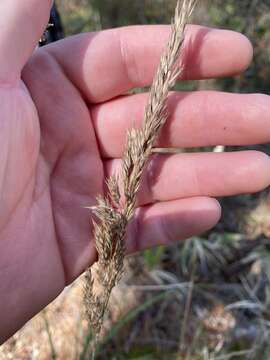 Image of Greeneochloa coarctata