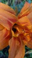 Image of Hemerocallis fulva var. fulva