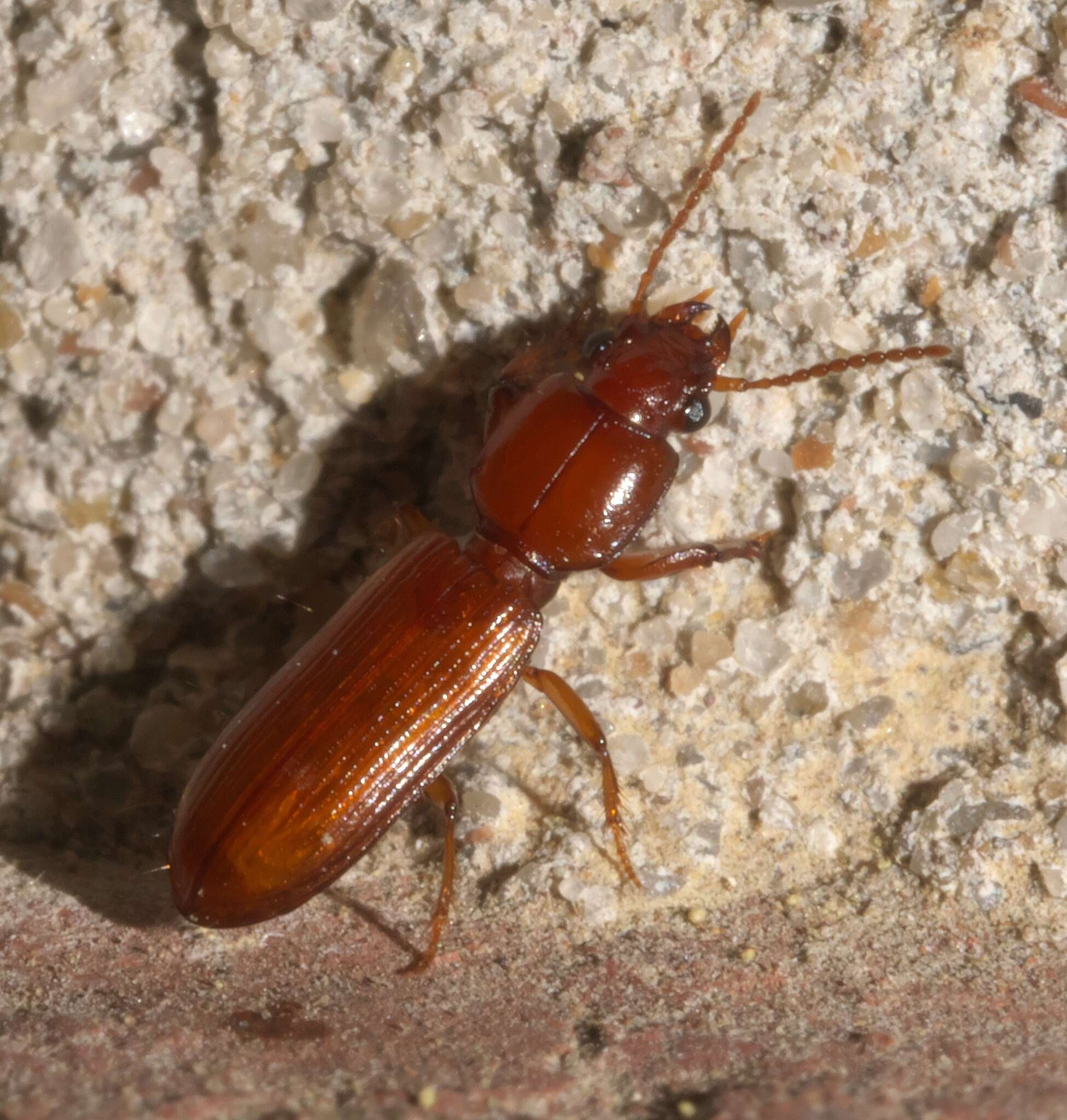 Image de Clivina (Clivina) planicollis Le Conte 1857