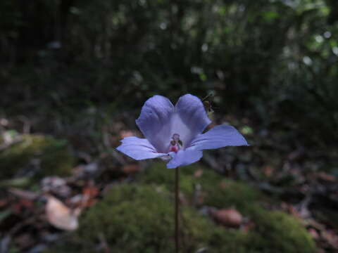 Image of Streptocarpus rexii (Hook.) Lindley