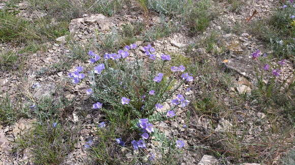 Imagem de Linum hirsutum L.