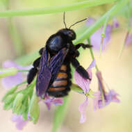 Plancia ëd Xylocopa nigrocincta Smith 1854