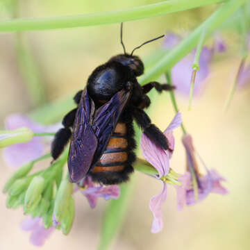 Plancia ëd Xylocopa nigrocincta Smith 1854