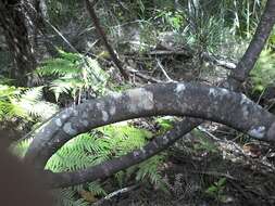 Image of Celery Pine