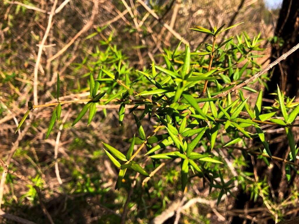 Image of Alyxia ruscifolia R. Br.