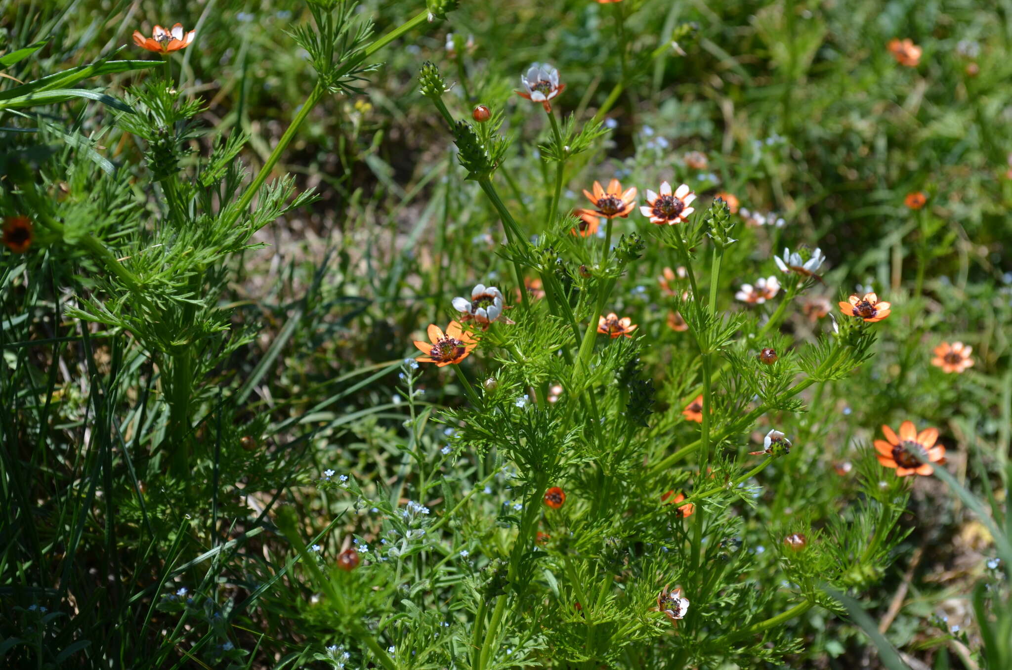 Image of Adonis aestivalis subsp. parviflora (DC.) N. Busch