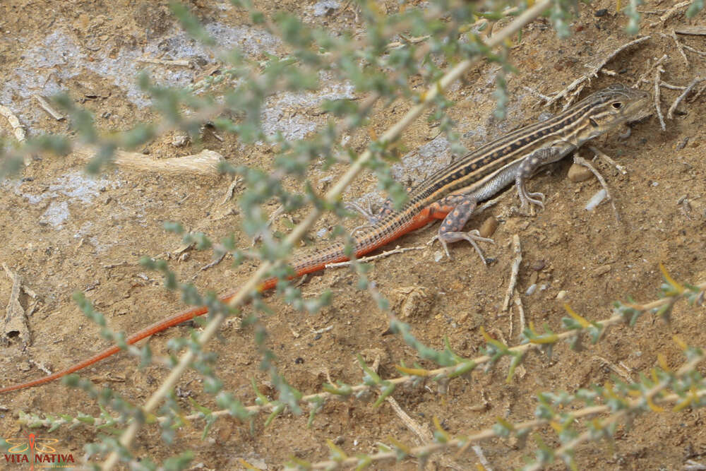 Imagem de Acanthodactylus erythrurus erythrurus (Schinz 1833)