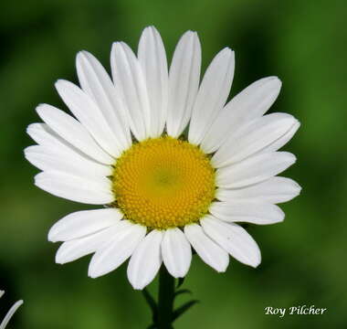 Image of Oxeye Daisy