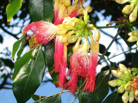 Image of Archidendron grandiflorum (Benth.) I. C. Nielsen