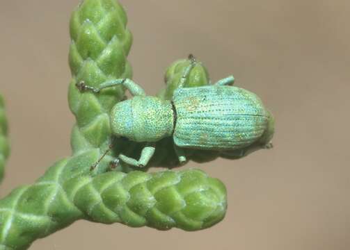 Image of Pandeleteinus