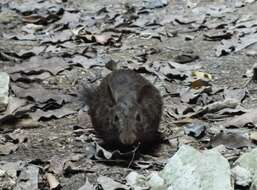 Image of Lowland Red Forest Rat