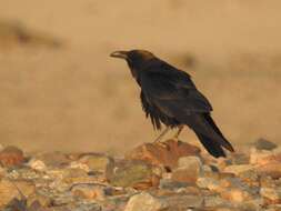 Plancia ëd Corvus ruficollis Lesson & R 1831