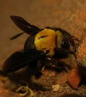 Image of Xylocopa ruficornis Fabricius 1804