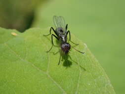 Image of Myrmecothea