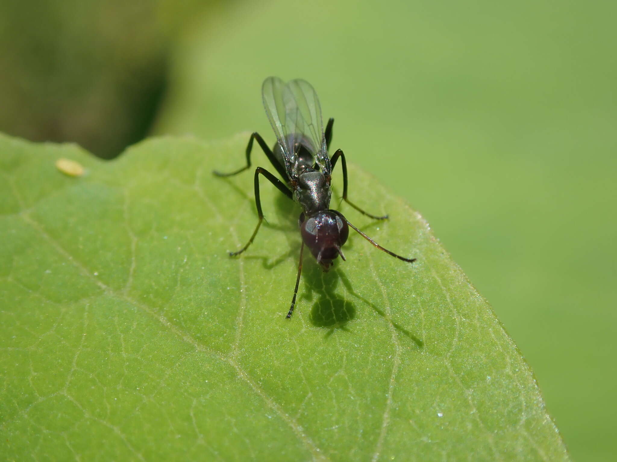 Image of Myrmecothea