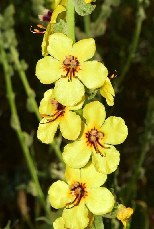 Image de Verbascum dentifolium Del.